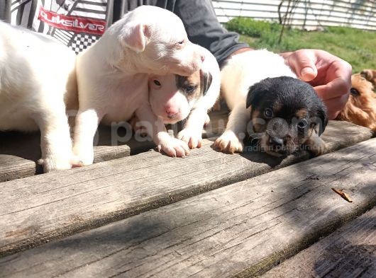 Kısa Bacak Jack Russel Yavrular görsel