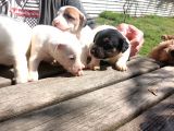 Kısa Bacak Jack Russel Yavrular
