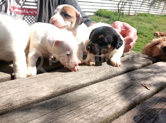 Kısa Bacak Jack Russel Yavrular görsel