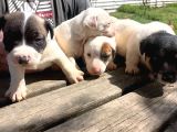 Kısa Bacak Jack Russel Yavrular