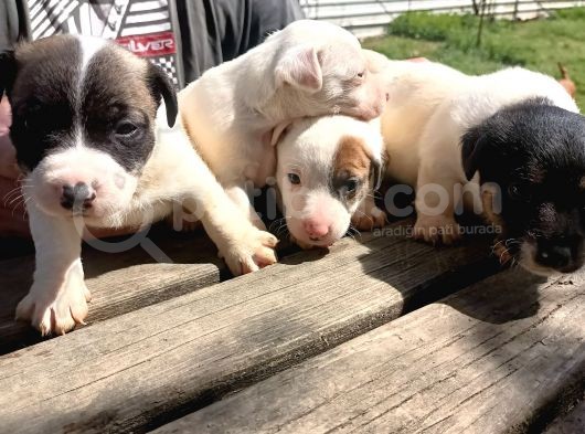 Kısa Bacak Jack Russel Yavrular görsel