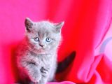 Kusursuz Yuvarlak Kafa Güzelliğiyle Gri British Shorthair