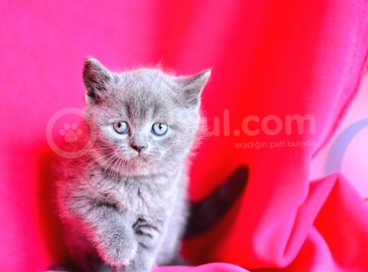 Kusursuz Yuvarlak Kafa Güzelliğiyle Gri British Shorthair