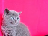 Kusursuz Yuvarlak Kafa Güzelliğiyle Gri British Shorthair