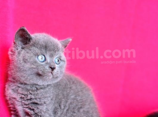 Kusursuz Yuvarlak Kafa Güzelliğiyle Gri British Shorthair görsel