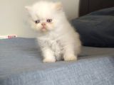 Safkan Şecereli İran Persian Bebekler