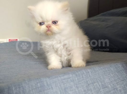 Safkan Şecereli İran Persian Bebekler görsel