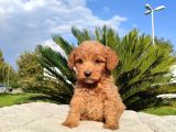 Poodle kalitesinde mini yavru