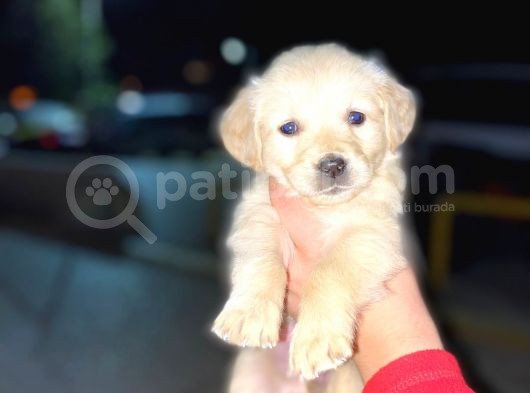 Babyface Golden Yavrular A Kali̇te