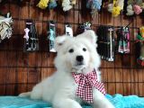 AYİ YAVRUSU SAMOYED A KALİTE IRK