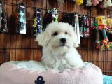 Bembeyaz Maltese Terri̇er 0 Numara