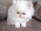 Safkan şecereli İran persian bebekler