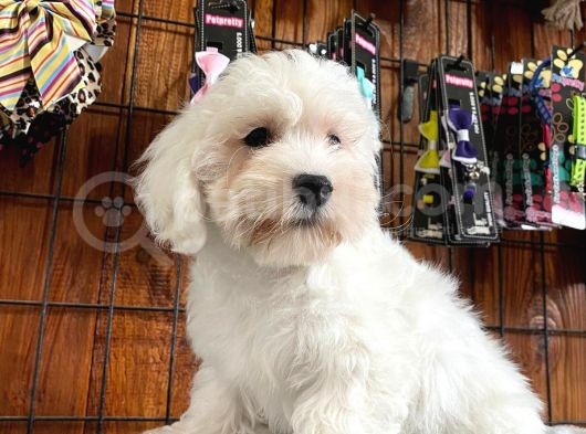 Bembeyaz Maltese Terri̇er 0 Numara görsel