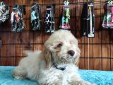 A Scr Muhteşem Toy Poodle  Yavrularimiz