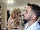 A Scr Muhteşem Toy Poodle  Yavrularimiz