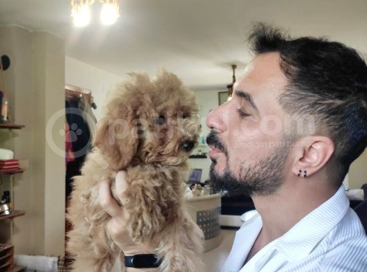 A Scr Muhteşem Toy Poodle  Yavrularimiz görsel