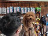A Scr Muhteşem Toy Poodle  Yavrularimiz