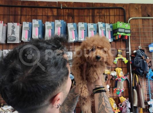 A Scr Muhteşem Toy Poodle  Yavrularimiz görsel