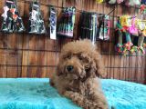 A SCR MUHTEŞEM TOY POODLE  YAVRULARIMIZ
