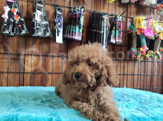 A Scr Muhteşem Toy Poodle  Yavrularimiz