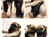 Pug Mobs Yavruları Aşılı Karneli