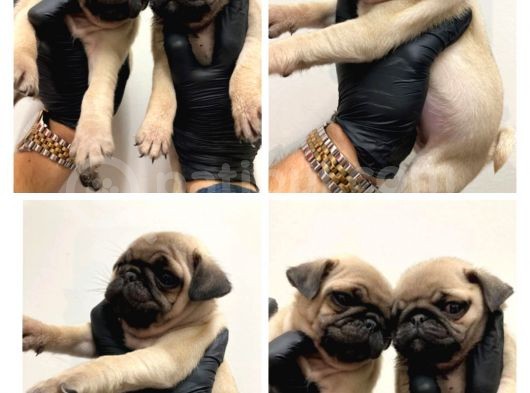 Pug Mobs Yavruları Aşılı Karneli