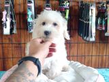 BEMBEYAZ MALTESE TERRİER 0 NUMARA