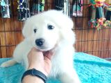 Ayi̇ Yavrusu Samoyed A Kali̇te Irk