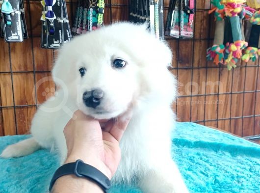 Ayi̇ Yavrusu Samoyed A Kali̇te Irk görsel