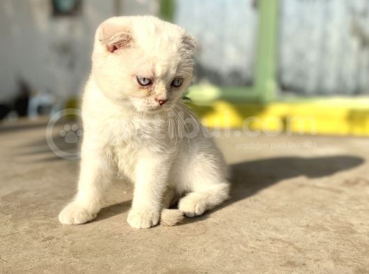 Top Kafa Scottish Lynx Point Yavrular