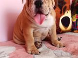 Coco renk Egzotik English Bulldog Yavrumuz