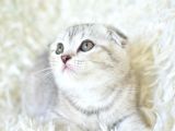 Best Klas Ns25 Scottish Fold Yavrumuz