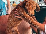 Dünya Tatlisi Toy Poodle Chi̇vas