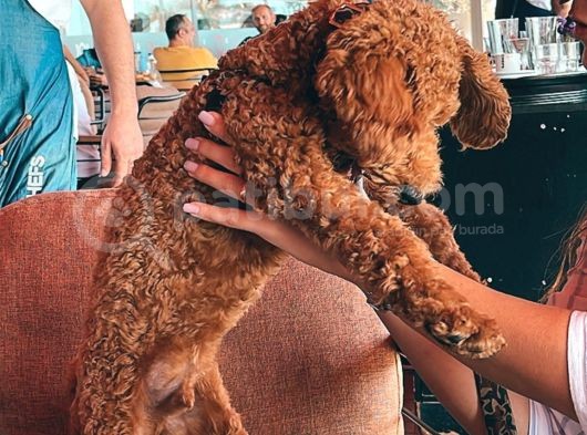 Dünya Tatlisi Toy Poodle Chi̇vas görsel