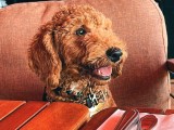 dÜNYA TATLISI TOY POODLE CHİVAS