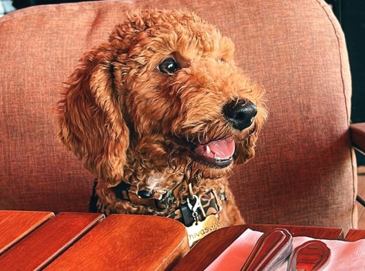 Dünya Tatlisi Toy Poodle Chi̇vas