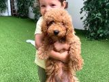 Dünya Tatlisi Toy Poodle Chi̇vas