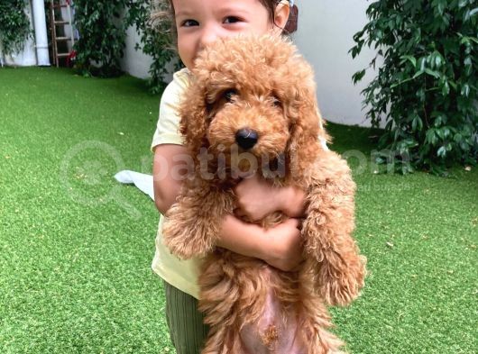 Dünya Tatlisi Toy Poodle Chi̇vas görsel