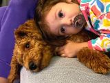 Dünya Tatlisi Toy Poodle Chi̇vas