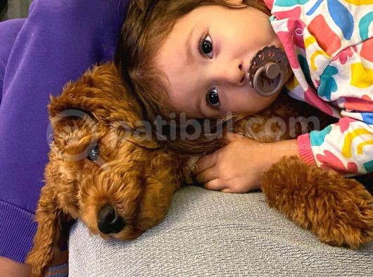 Dünya Tatlisi Toy Poodle Chi̇vas görsel