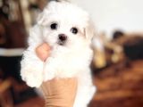 KOREKANI MALTİPOO BEBEKLERİM 2 kg
