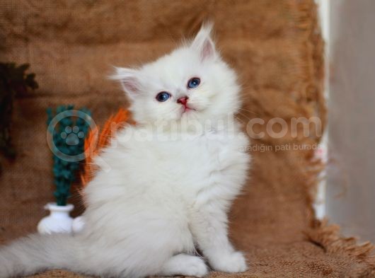 Muhteşem Silver Ns1133 British Longhair görsel