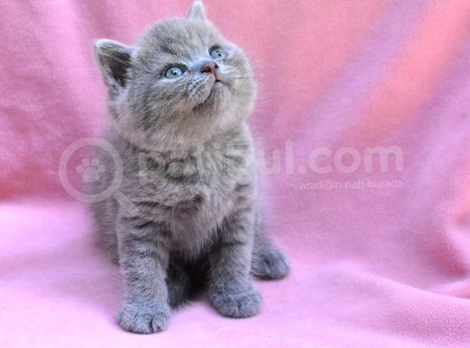 Yuvarlak Kafa Gri British Shorthair görsel