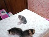 Black Veblue Golden Bebekleri̇m