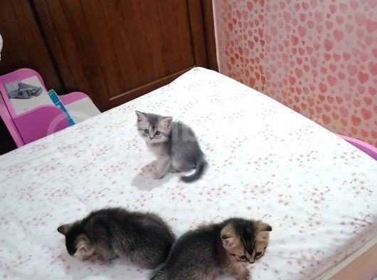 Black Veblue Golden Bebekleri̇m görsel