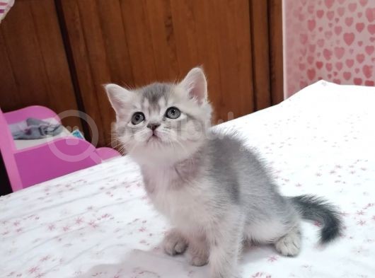 Black Veblue Golden Bebekleri̇m görsel