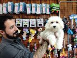 Bembeyaz Maltese Terri̇er 0 Numara