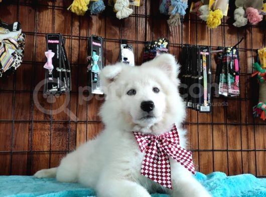 Ayi̇ Yavrusu Samoyed A Kali̇te Irk görsel