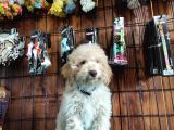 A Scr Muhteşem Toy Poodle  Yavrularimiz