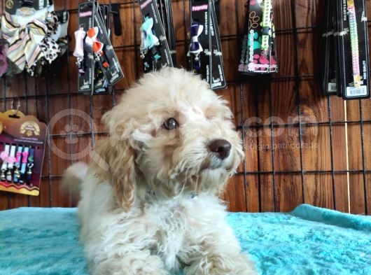 A Scr Muhteşem Toy Poodle  Yavrularimiz görsel